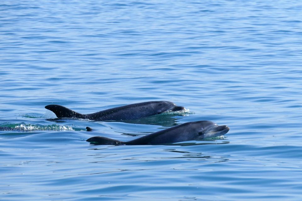 From Faro: Dolphin-Watching & Wildlife - Important Information