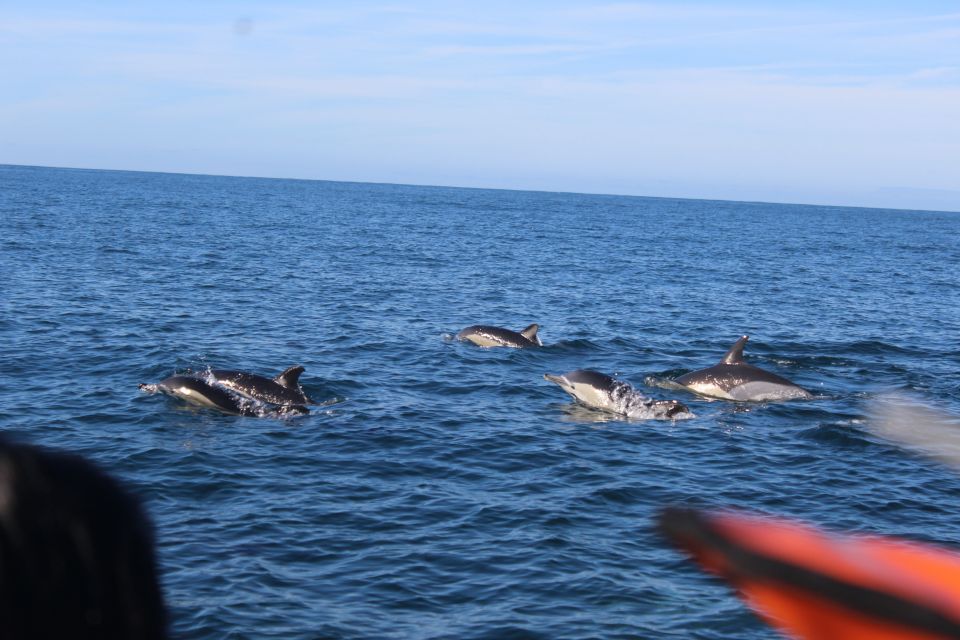 From Faro: Dolphin-Watching & Wildlife - Pricing and Duration