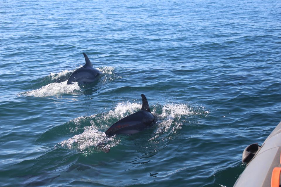 From Faro: Dolphin-Watching & Wildlife - Group Size and Languages