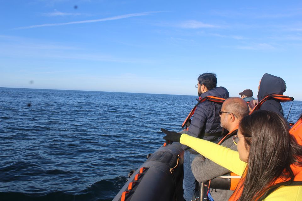 From Faro: Dolphin-Watching & Wildlife - Cancellation Policy