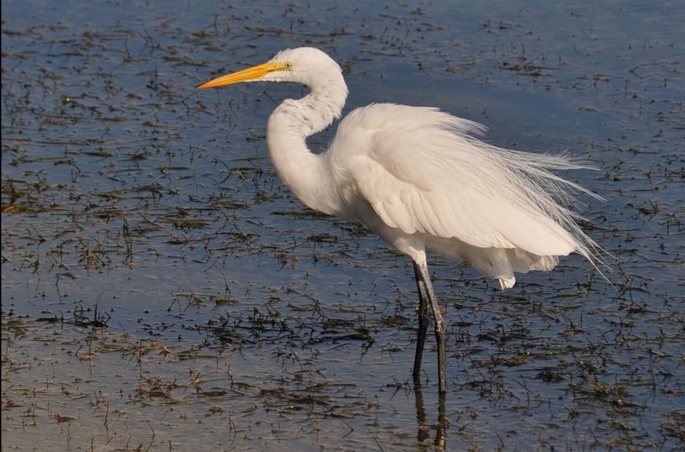 From Faro: Private Tour in Ria Formosa - Visiting Deserta Island