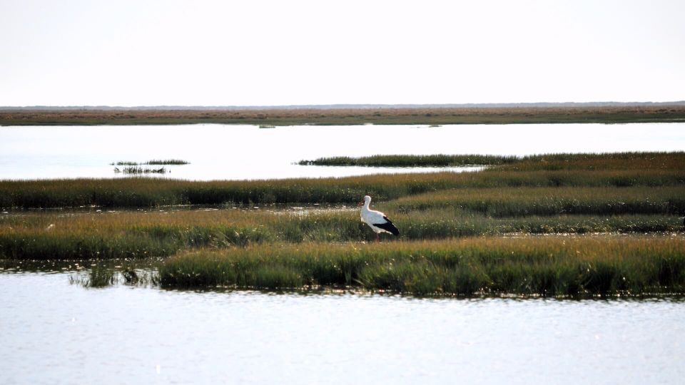From Faro: Ria Formosa Eco-friendly Solar Boat Tour - Key Points