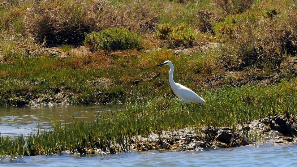 From Faro: Ria Formosa Eco-friendly Solar Boat Tour - Frequently Asked Questions