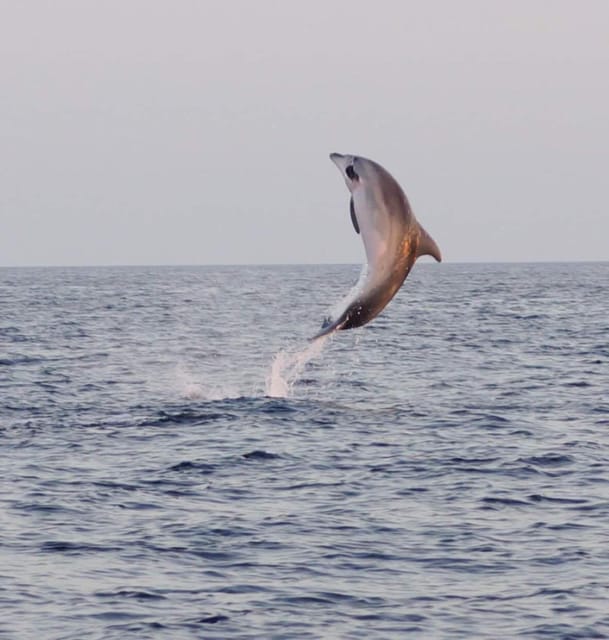 From Fazana: Dolphin watching and snorkeling in Blue Cave - Who Should Consider This Tour?