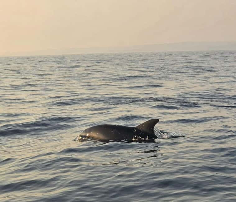 From Fazana Dolphin watching at sunset from a speedboat - A Speedy Adventure to Spot Dolphins at Sunset from Fazana