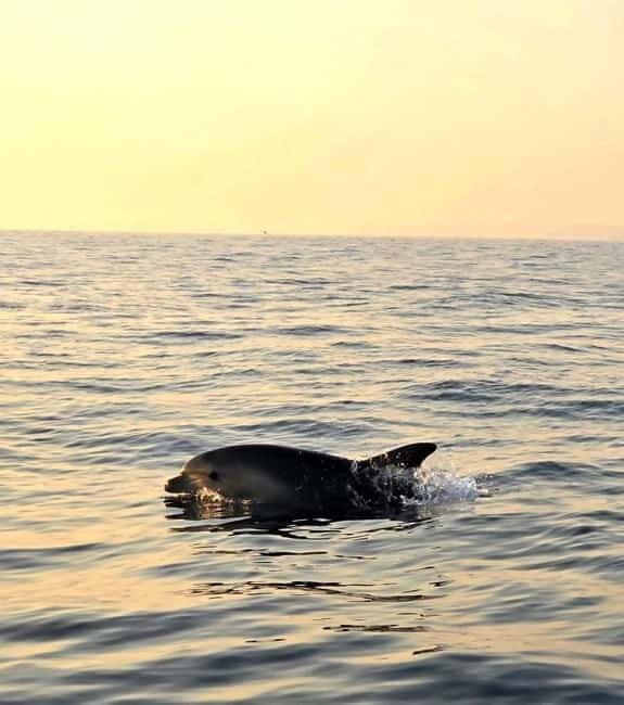 From Fazana Dolphin watching at sunset from a speedboat - Key Points