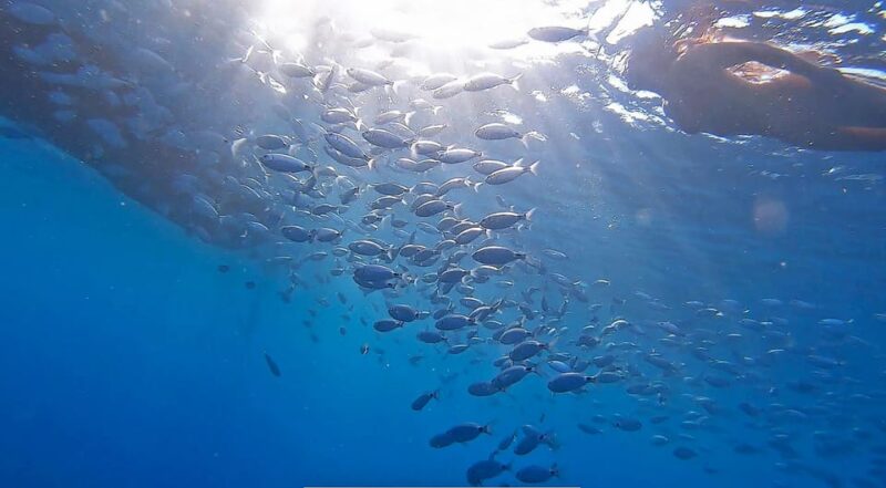 From Fazana: Private Blue Cave Snorkel & Lagoons Np Brijuni - Language Options and Cancellations