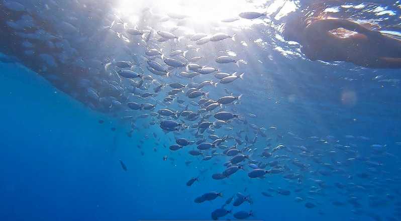 From Fazana: Private Blue Cave Snorkel & Lagoons Np Brijuni - Itinerary Highlights and Activities