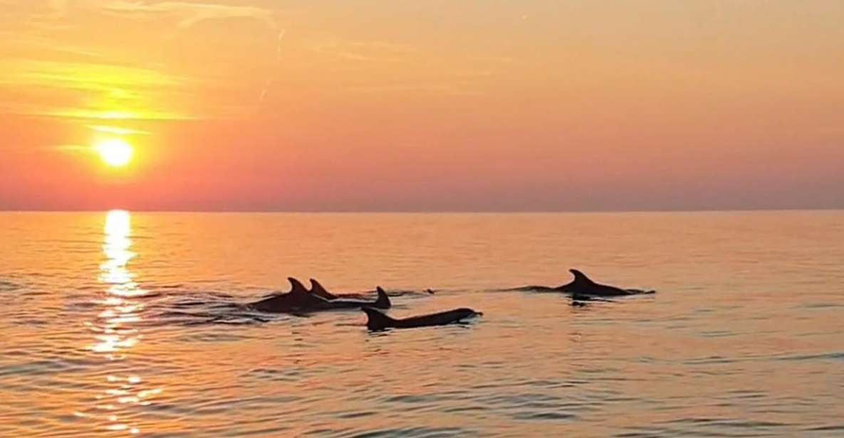 From Fazana: Private Dolphin Search & Sunset Cruise - Inclusions