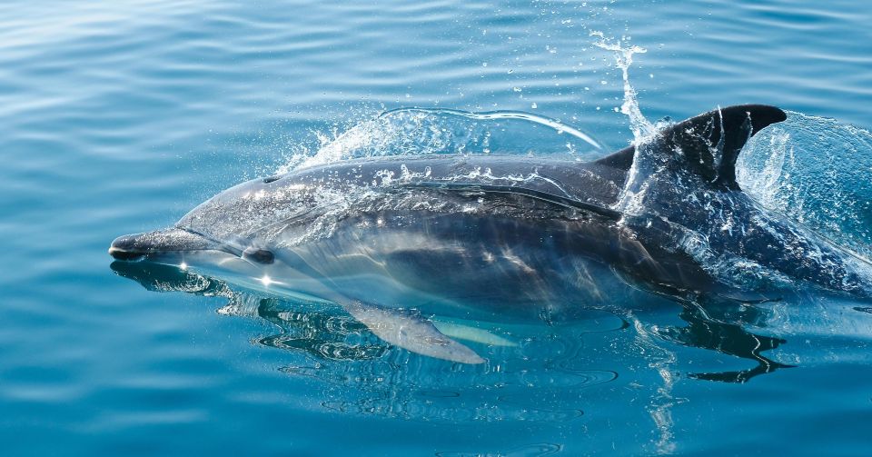 From Fazana: Private Dolphin Search & Sunset Cruise - Meeting Point
