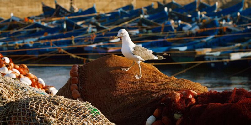 From Fes : 10 Days To Tangier Highlights Morocco Tour - Discovering Rabat