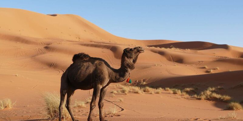 From Fes: 3-Day Desert Tour From Fes to Marrakech With Meals - 3-Day Itinerary Highlights