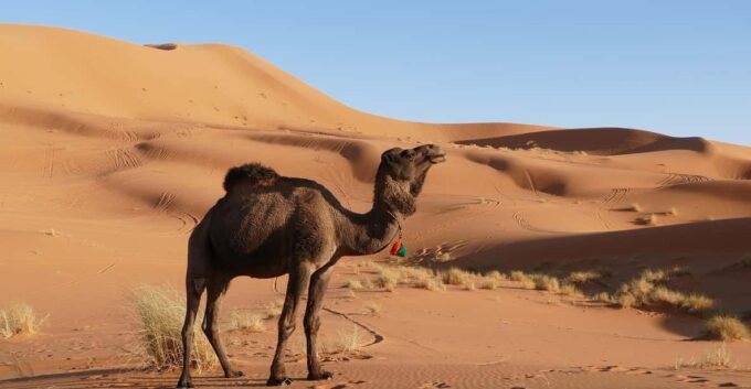 From Fes: 3-Day Desert Tour From Fes to Marrakech With Meals - Frequently Asked Questions