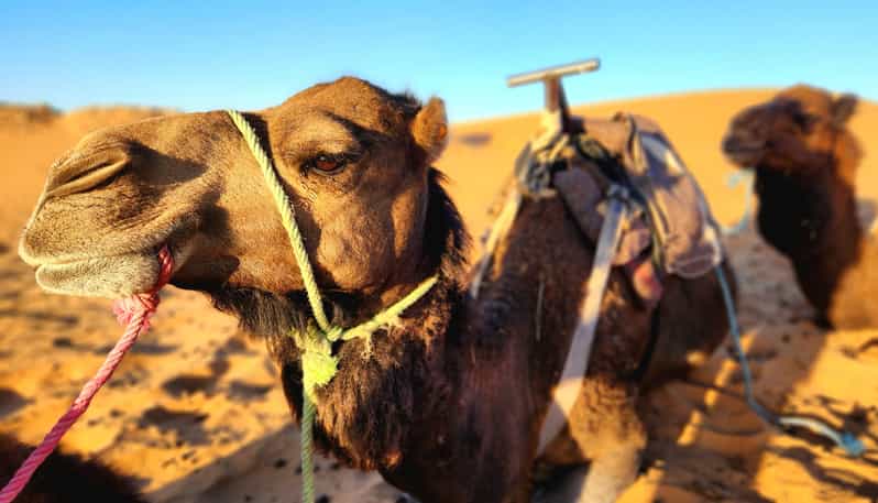 From Fes: 3-Day Trip to Marrakech Through Merzouga Desert - Good To Know