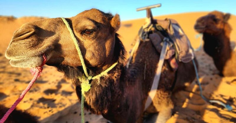 From Fes: 3-Day Trip to Marrakech Through Merzouga Desert - Merzouga Desert Exploration