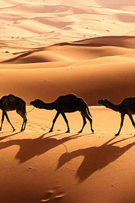 From Fes to Marrakech: 3-Day Sahara Desert Discovery Tour - Customer Testimonials