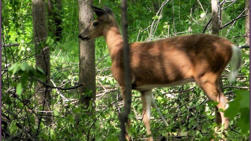 From Fez: Day Trip to Tezzeka National Park - Itinerary Details