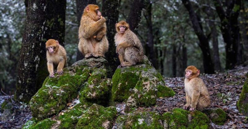 From Fez: Day Trip to the Middle Atlas and the Monkey Forest - Overview and Pricing
