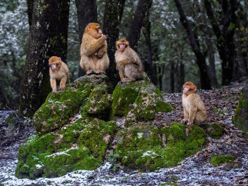 From Fez: Day Trip to the Middle Atlas and the Monkey Forest - Cultural Experiences