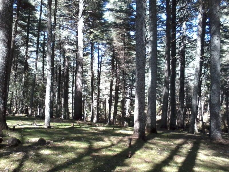 From Fez: Middle Atlas Day Trip With Ifrane National Park - Ifrane National Park and Barbary Macaques