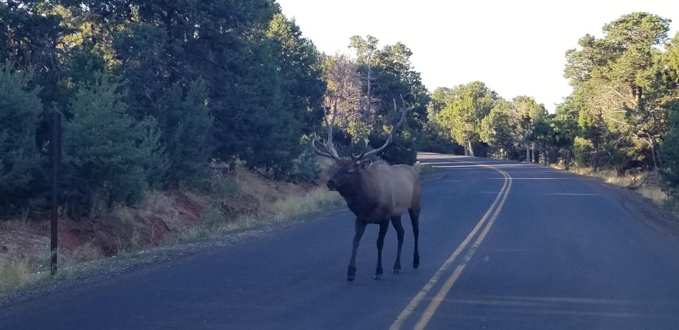 From Flagstaff: Private Grand Canyon National Park Tour - Comfortable and Convenient Transportation