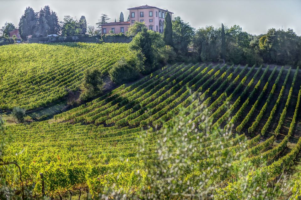 From Florence: Bolgheri Full Day Wine Tour - Recap
