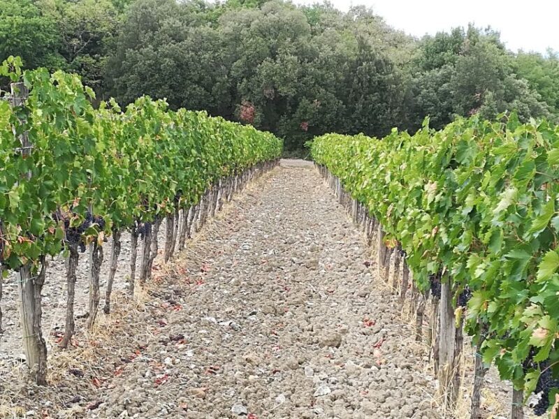 From Florence: Chianti afternoon tour & visit to 2 wineries - A Thorough Look at the Chianti Afternoon Tour & Wineries Visit from Florence