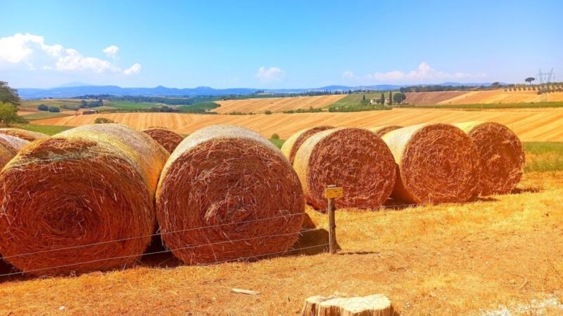 From Florence: Chianti afternoon tour & visit to 2 wineries - Who Will Love This Tour?