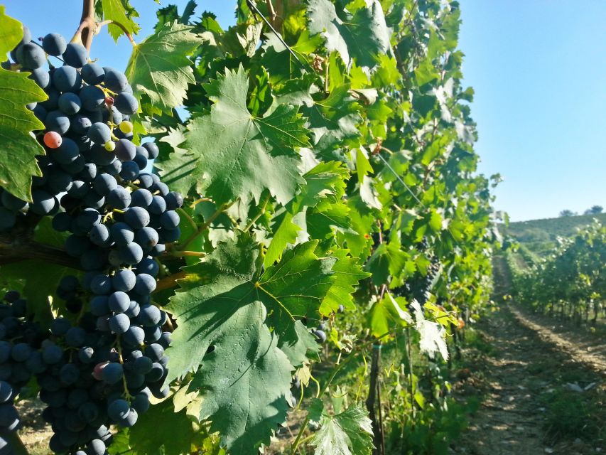From Florence: Chianti Self-Guided Vespa Tour With Lunch - Discovering Greve in Chianti