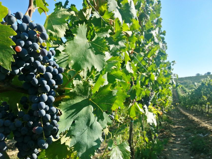 From Florence: Chianti Wine Tour With Tastings - Wine Tasting Experience