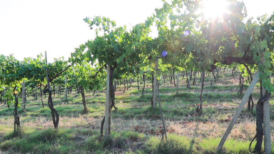 From Florence: Chianti Wine Tour With Tastings - Important Tour Information