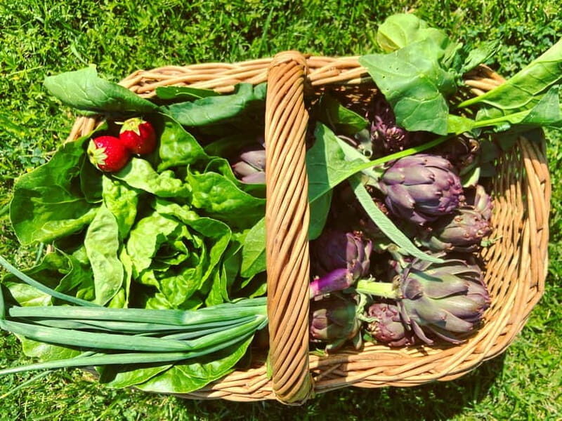 From Florence: Cooking Experience at hilltop farm in Tuscany - Who Will Love This Tour?