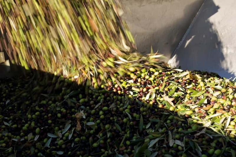 From Florence: Olive Oil Mill Tour and Tasting in Fiesole - The Tasting Experience