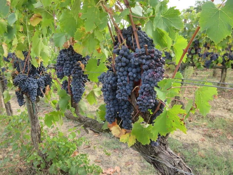 From Florence: Tuscany and Chianti Vespa Tour with Lunch - The Logistics: What Travelers Need to Know