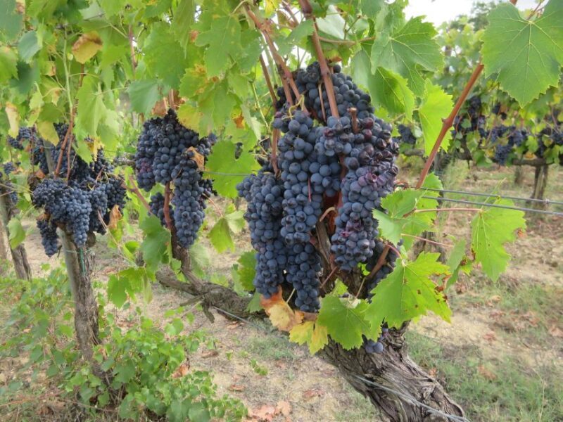 From Florence: Tuscany and Chianti Vespa Tour with Lunch - Authentic Experiences and Honest Feedback