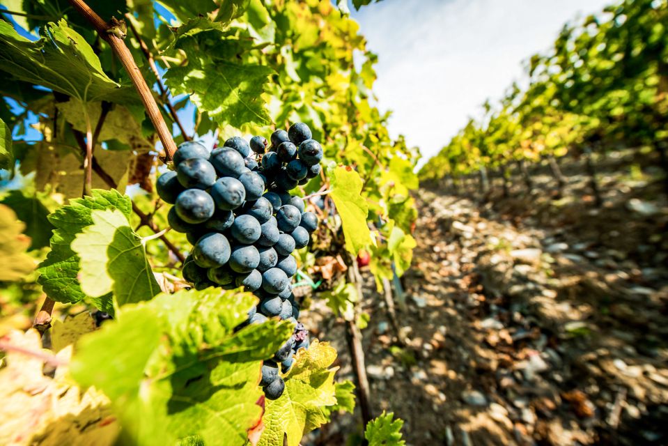 From Florence: Tuscany Wine & Food Tour With Guide - Exploring Greve