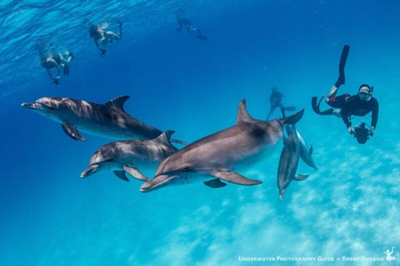 From Fort Lauderdale: Bimini Island Day Trip by Ferry - The Realities from Reviews