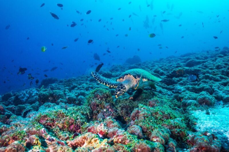 From Fort Lauderdale: Bimini Island Day Trip by Ferry - The Sum Up