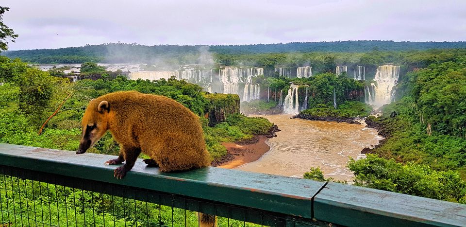 From Foz Do Iguazu: Brazil Iguazu Falls & Macuco Safari Boat - Itinerary Breakdown