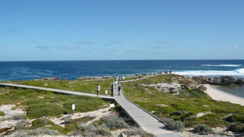 From Fremantle: Rottnest Island Ferry & Bus Day Tour - Key Points