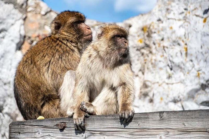 From Fuengirola: Gibraltar Day Trip - Arriving in Gibraltar: What’s on Offer?