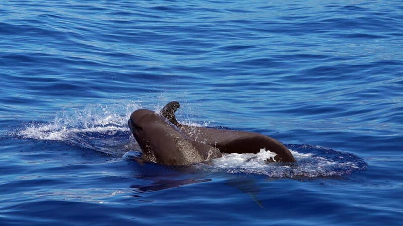 From Funchal: Ecological Catamaran Dolphin Whale Watching - Introduction: Why Consider This Tour?