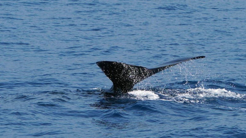 From Funchal: Ecological Catamaran Dolphin Whale Watching - Who Will Love This Tour?