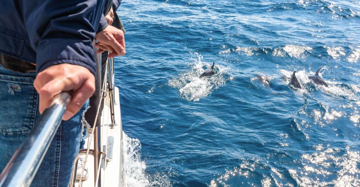 From Funchal: Madeira Dolphin and Whale Watching Tour - Key Points