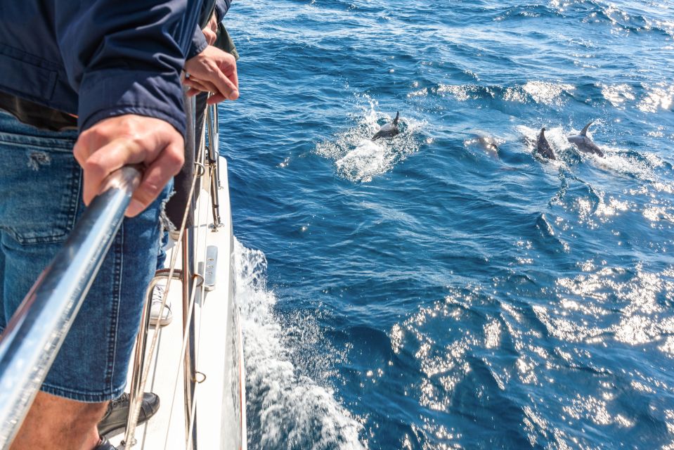 From Funchal: Madeira Dolphin and Whale Watching Tour - Inclusions