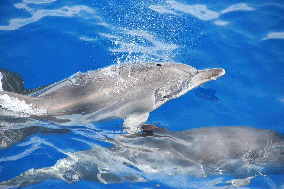 From Funchal: Madeira Dolphin and Whale Watching Tour - Important Information