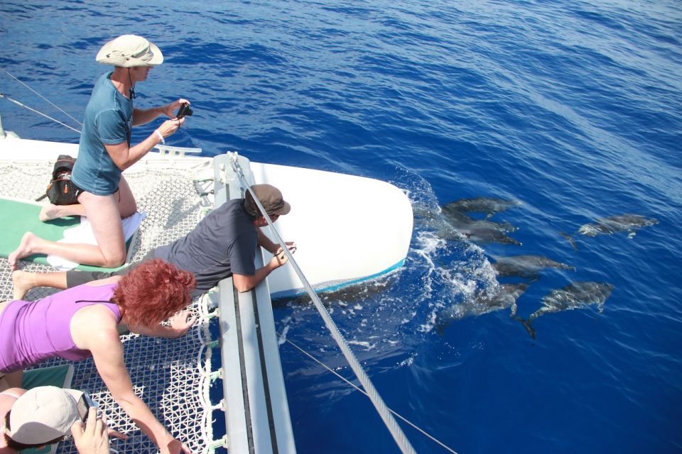 From Funchal: Madeira Dolphin and Whale Watching Tour - Customer Reviews