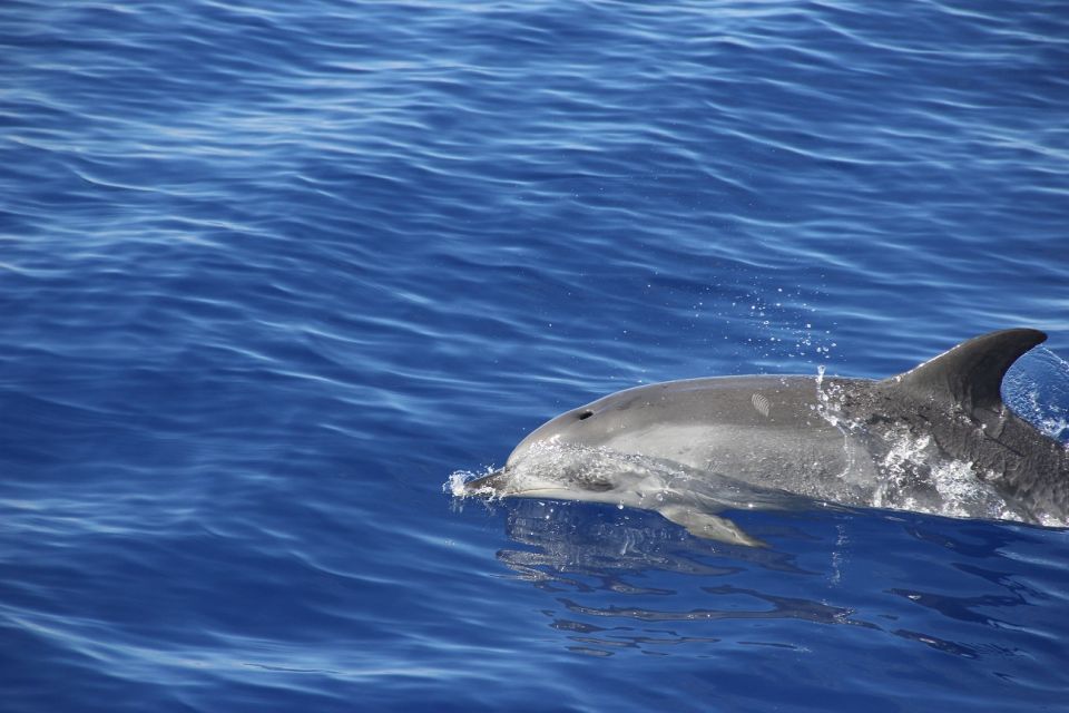 From Funchal: Madeira Dolphin and Whale Watching Tour - Catamaran Cruise Experience