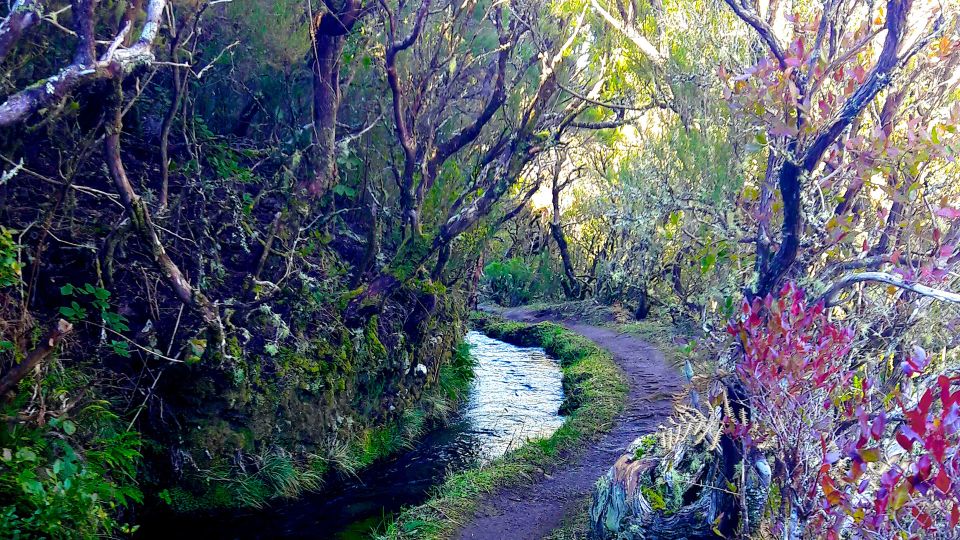 From Funchal: Madeira Lakes Levada Guided Hike - Highlights of the Trek