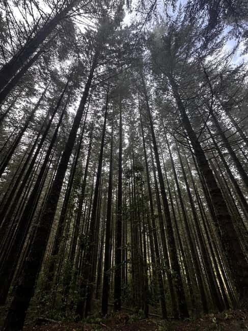 From Funchal: Private Eastern or Western Jeep Tour - The Sum Up
